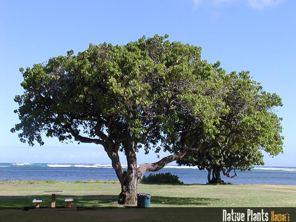 Milo Tree